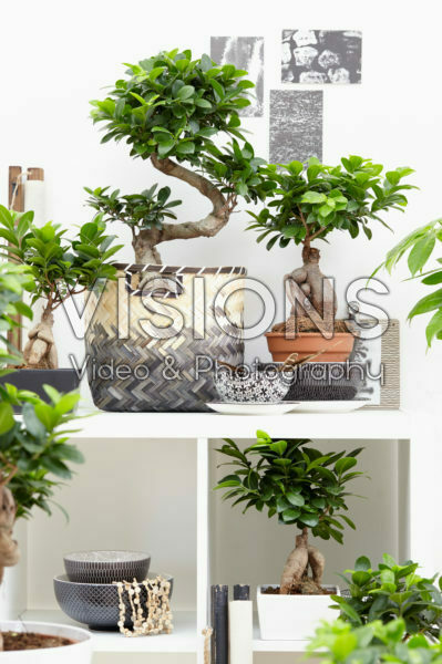 Ficus Ginseng collection Ficus Ginseng collection
