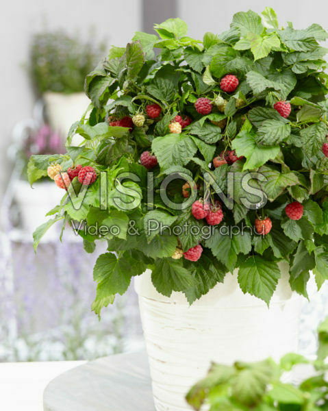 Rubus idaeus BonBonBerry® Yummy Rubus idaeus BonBonBerry® Yummy