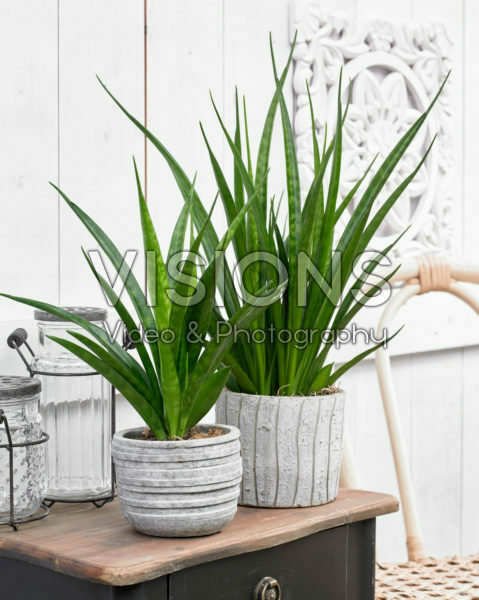 Sansevieria kirkii Friends Sansevieria kirkii Friends