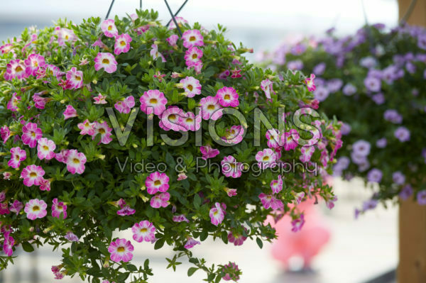 Calibrachoa Calibrachoa