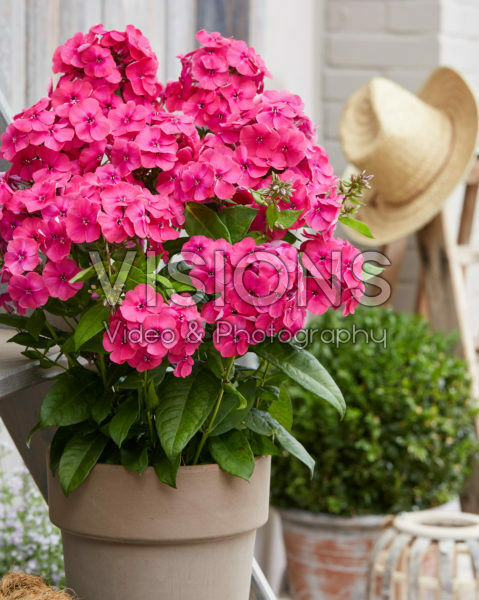 Phlox paniculata Younique® Cerise Phlox paniculata Younique® Cerise