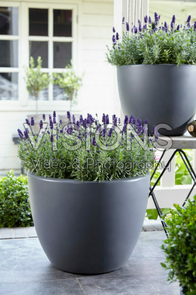 Lavandula angustifolia Valence Dark Violet Lavandula angustifolia Valence Dark Violet
