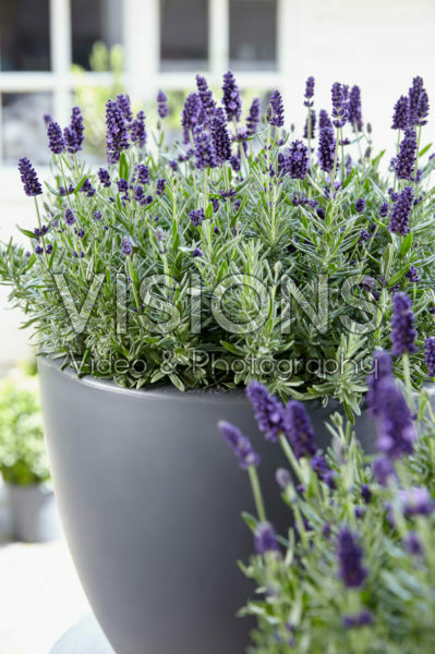 Lavandula angustifolia Valence Dark Violet Lavandula angustifolia Valence Dark Violet