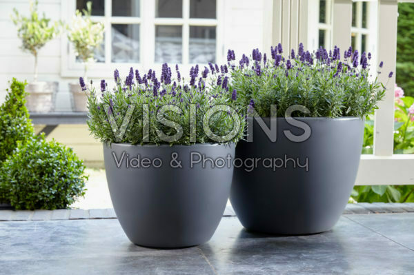 Lavandula angustifolia Valence Dark Violet Lavandula angustifolia Valence Dark Violet