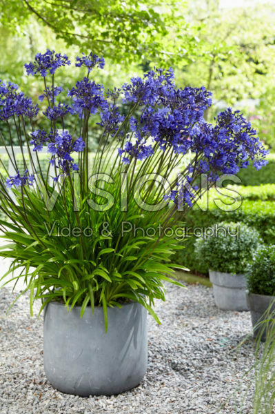 Agapanthus Ocean Blue Agapanthus Ocean Blue