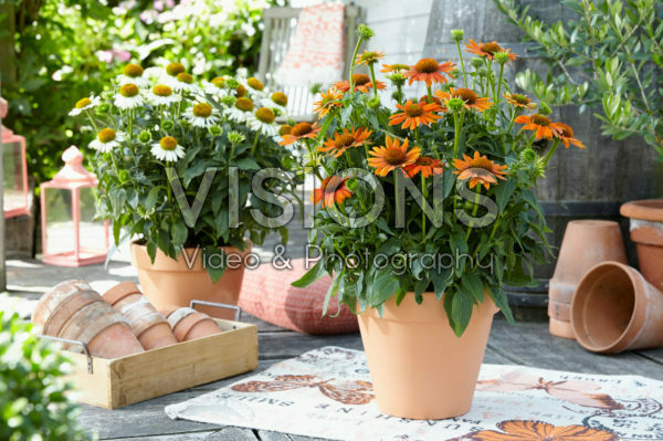Echinacea Sombrero Orange Echinacea Sombrero Orange