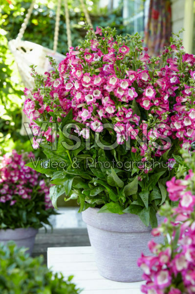 Penstemon Polaris Magenta Penstemon Polaris Magenta