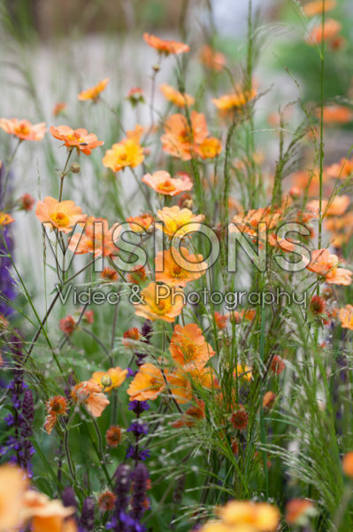 Geum Totally Tangerine Geum Totally Tangerine