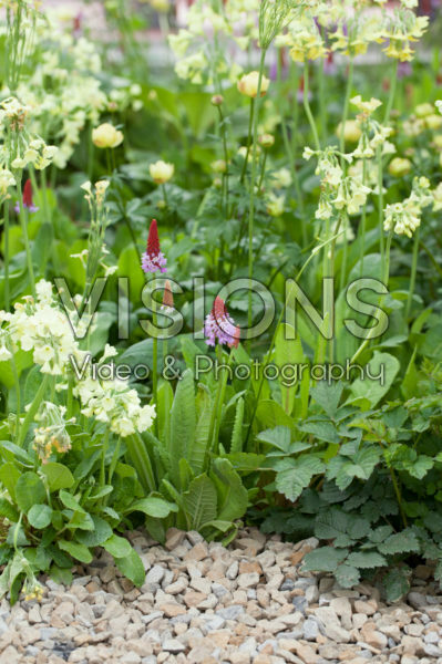 Primula vialii, Primula veris Primula vialii, Primula veris