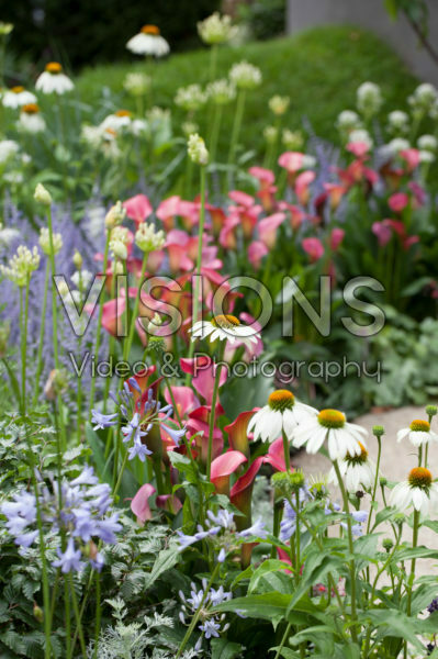 Summer border Summer border