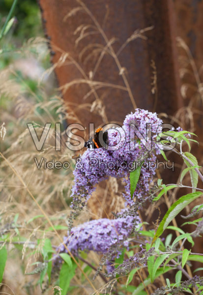 Buddleja davidii Wisteria Lane Buddleja davidii Wisteria Lane