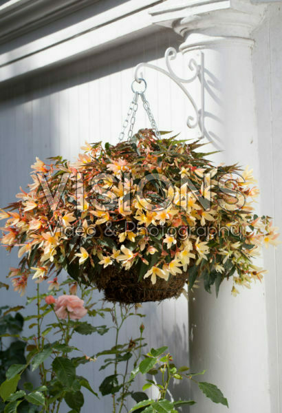 Begonia Begonia