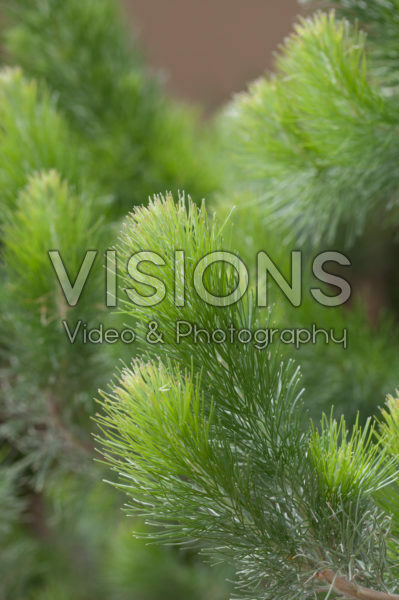Adenanthos sericeus Adenanthos sericeus