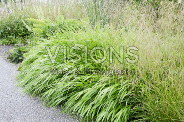 Hakonechloa macra Hakonechloa macra