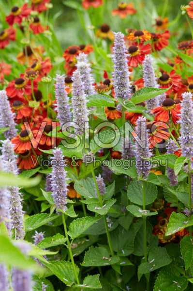 Helenium Kupferzwerg, Agastache Helenium Kupferzwerg, Agastache