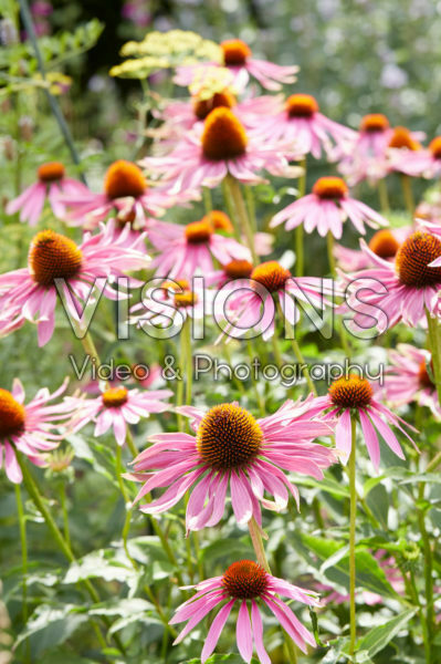 Echinacea purpurea Echinacea purpurea
