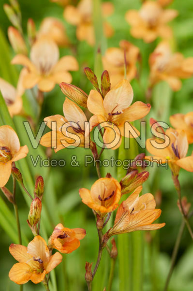 Tritonia laxifolia Tritonia laxifolia