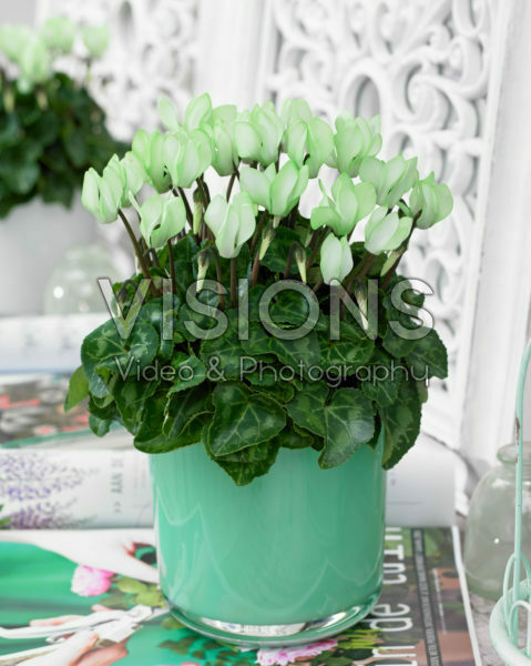 Cyclamen Make-Upz® groen
Cyclamen Make-Upz® groen