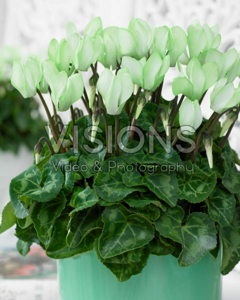 Cyclamen Make-Upz® groen
Cyclamen Make-Upz® groen