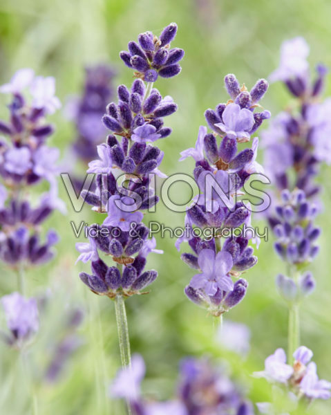 Lavandula angustifolia Hidcote Lavandula angustifolia Hidcote