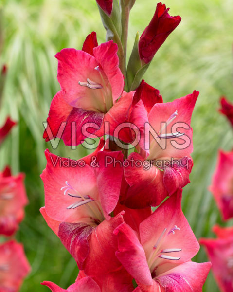 Gladiolus Mars Gladiolus Mars