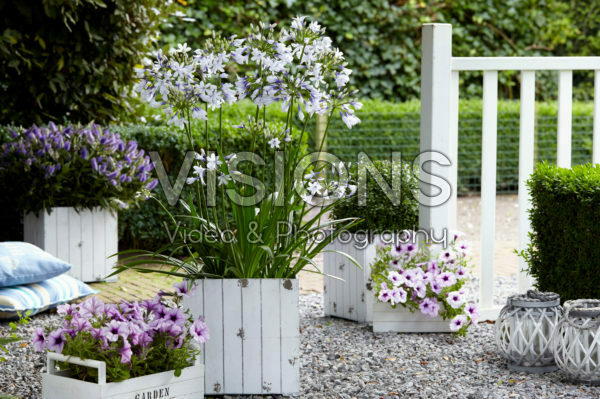 Agapanthus Twister Agapanthus Twister