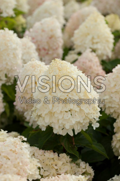 Hydrangea paniculata Hydrangea paniculata