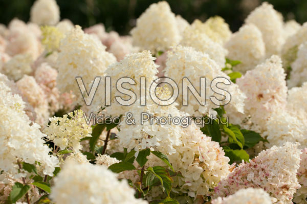 Hydrangea paniculata Hydrangea paniculata