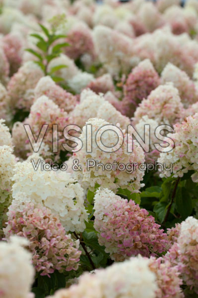 Hydrangea paniculata Hydrangea paniculata
