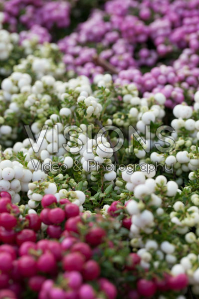 Gaultheria mucronata Gaultheria mucronata