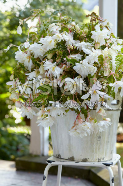 Begonia Pendula white Begonia Pendula white