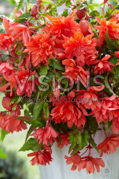 Begonia Pendula salmon Begonia Pendula salmon