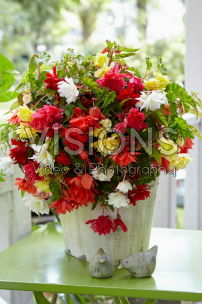 Begonia Pendula gemengd Begonia Pendula gemengd