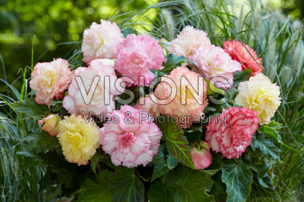 Begonia Samba Begonia Samba
