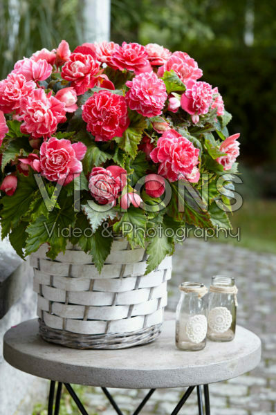 Begonia Camellia Begonia Camellia