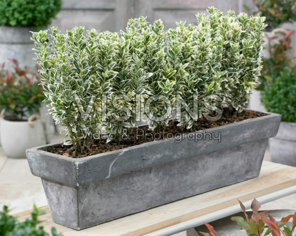 Euonymus japonicus White Spire Euonymus japonicus White Spire