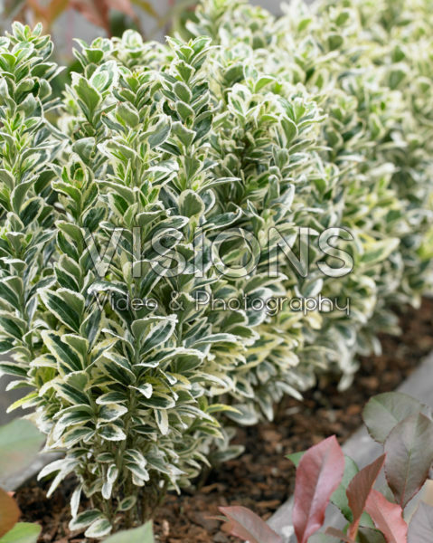 Euonymus japonicus White Spire Euonymus japonicus White Spire