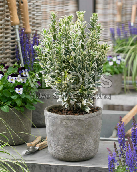 Euonymus japonicus White Spire Euonymus japonicus White Spire
