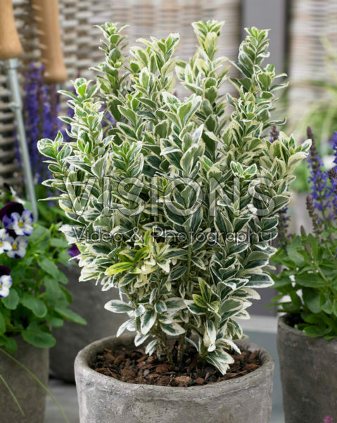 Euonymus japonicus White Spire Euonymus japonicus White Spire