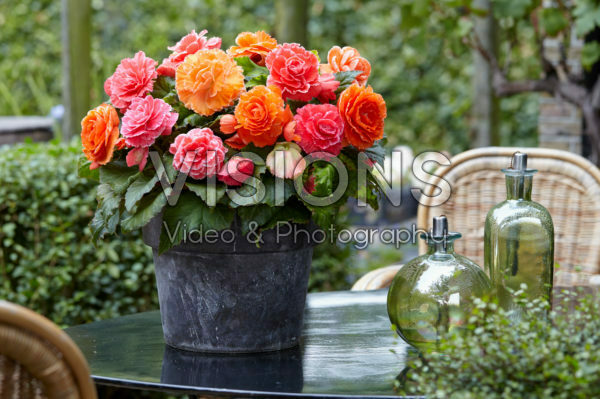 Begonia AmeriHybrid® Picotee Lace Apricot, Lace Pink Begonia AmeriHybrid® Picotee Lace Apricot, Lace Pink