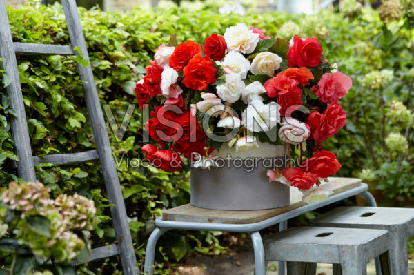 Begonia Cascade® Odorosa® White Blush, Red Sunset and Sweet Pink Begonia Cascade® Odorosa® White Blush, Red Sunset and Sweet Pink
