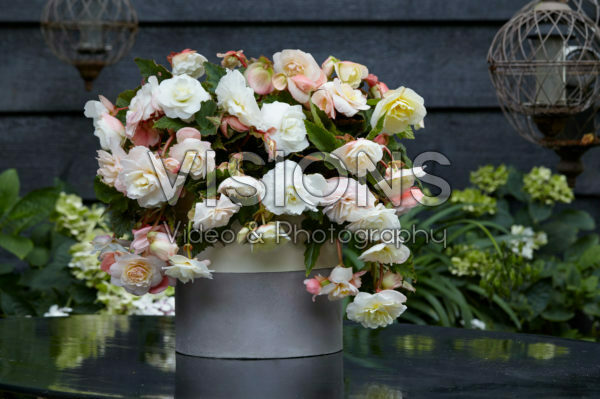 Begonia Cascade® Odorosa® White Blush Begonia Cascade® Odorosa® White Blush