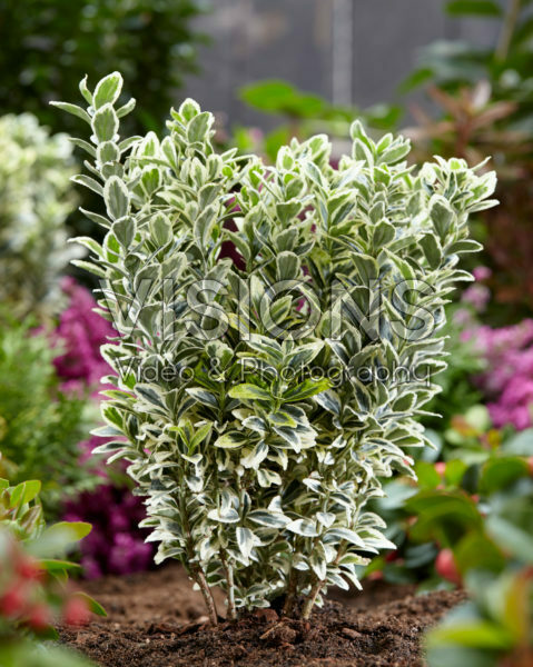 Euonymus japonicus White Spire Euonymus japonicus White Spire