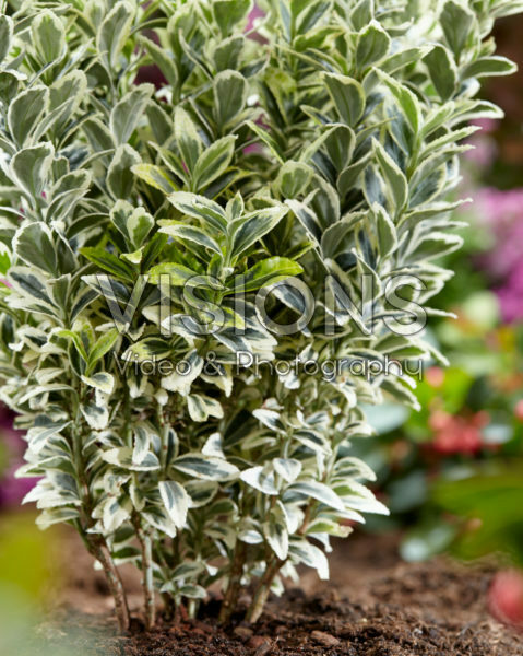 Euonymus japonicus White Spire Euonymus japonicus White Spire