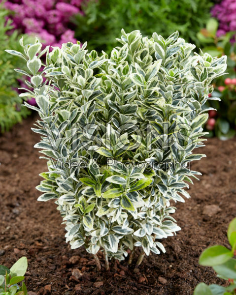 Euonymus japonicus White Spire Euonymus japonicus White Spire