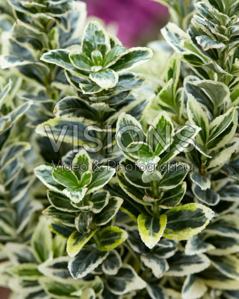 Euonymus japonicus White Spire Euonymus japonicus White Spire