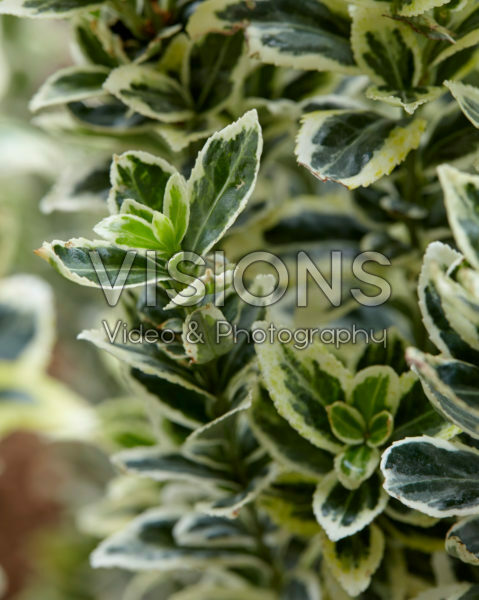 Euonymus japonicus White Spire Euonymus japonicus White Spire