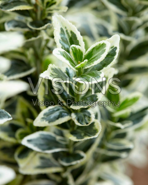 Euonymus japonicus White Spire Euonymus japonicus White Spire