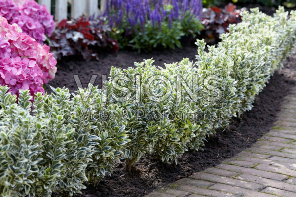 Euonymus japonicus White Spire Euonymus japonicus White Spire