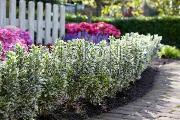 Euonymus japonicus White Spire Euonymus japonicus White Spire